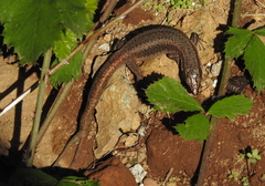 Teira dugesii dugesii