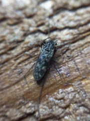 Gressittius antarcticus