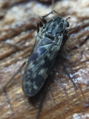 Gressittius antarcticus