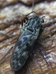 Gressittius antarcticus