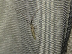 Hippopsis lemniscata