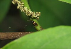 Horistonotus curiatus