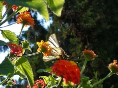 Iphiclides podalirius