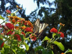Iphiclides podalirius