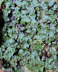 Conocephalaceae