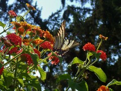 Iphiclides podalirius