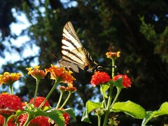 Iphiclides podalirius