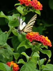 Iphiclides podalirius