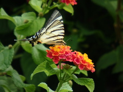Iphiclides podalirius
