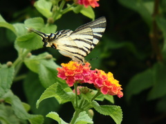 Iphiclides podalirius