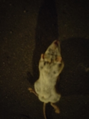 Apodemus flavicollis