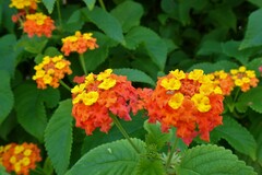 Lantana camara