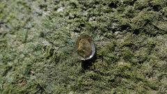 Septaria porcellana
