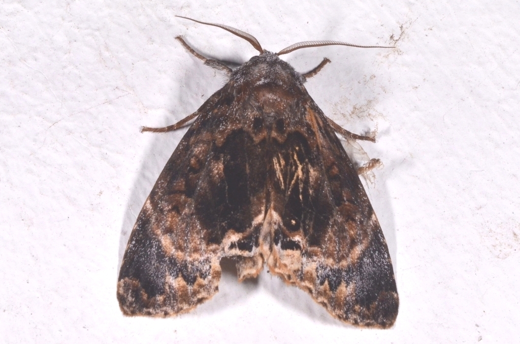 Trisuloides catocalina