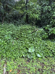 Elatostema lineolatum