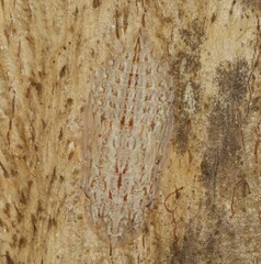 Ledromorpha planirostris