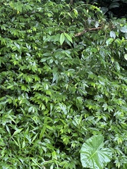 Elatostema lineolatum