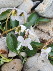 Viola cunninghamii