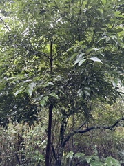 Cinnamomum burmanni