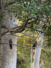 Macropygia phasianella