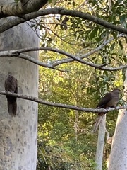 Macropygia phasianella