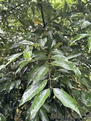 Cinnamomum burmanni
