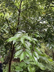 Cinnamomum burmanni