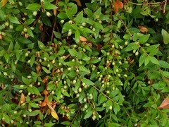 Myrtus communis