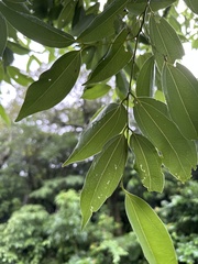 Cinnamomum burmanni