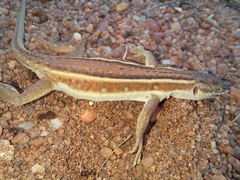 Pedioplanis lineoocellata