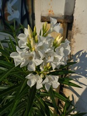 Nerium oleander