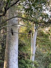 Macropygia phasianella