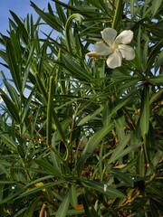 Nerium oleander