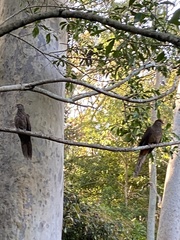 Macropygia phasianella