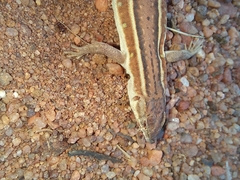 Pedioplanis lineoocellata