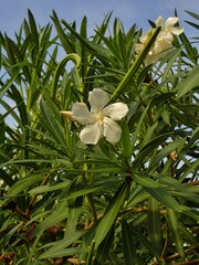 Nerium oleander
