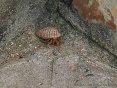 Coenobita variabilis