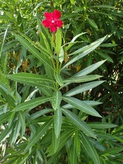 Nerium oleander
