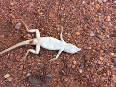 Pedioplanis lineoocellata