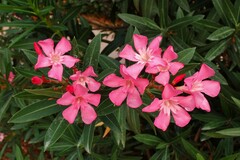 Nerium oleander