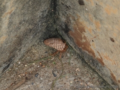 Coenobita variabilis