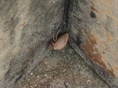 Coenobita variabilis