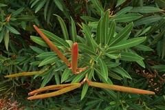 Nerium oleander