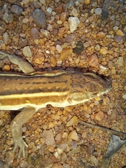 Pedioplanis lineoocellata