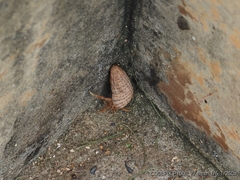 Coenobita variabilis