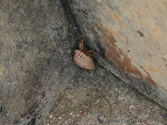 Coenobita variabilis