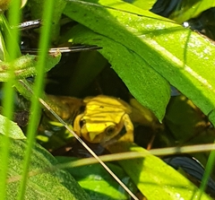 Afrixalus spinifrons