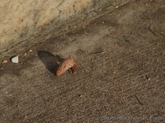 Coenobita variabilis