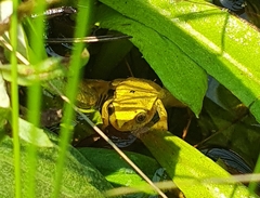 Afrixalus spinifrons