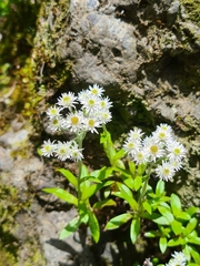 Anaphalioides trinervis